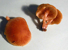 Gymnopilus sapineus .